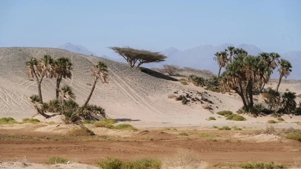 Desierto árido con palmeras y montañas rocosas en el noroeste de Arabia Saudí, un paisaje como el que se atraviesa camino del cráter de Al Wahbah
