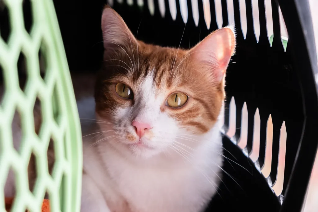A ginger-and-white cat sitting inside a perforated pet carrier