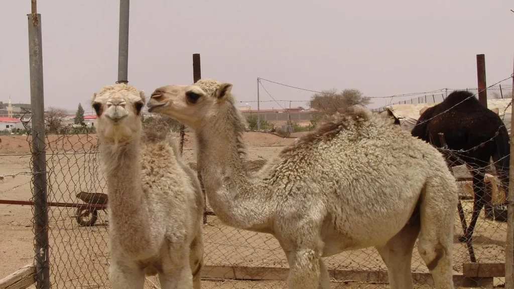 Camels standing in a fenced enclosure in Taif, Saudi Arabia