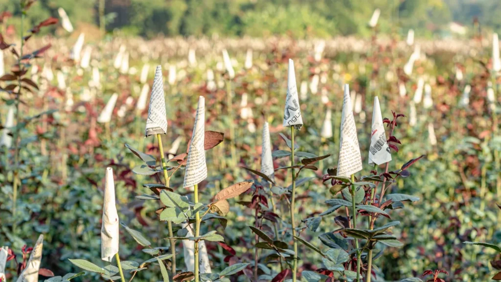 Campo de una granja de rosas en Taif bajo el sol, con conos de papel que protegen los capullos