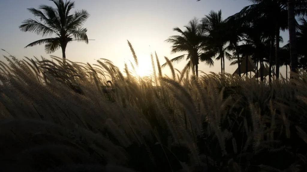 Palm trees and grasses at sunset in Jeddah – contact Jeddah Cabs