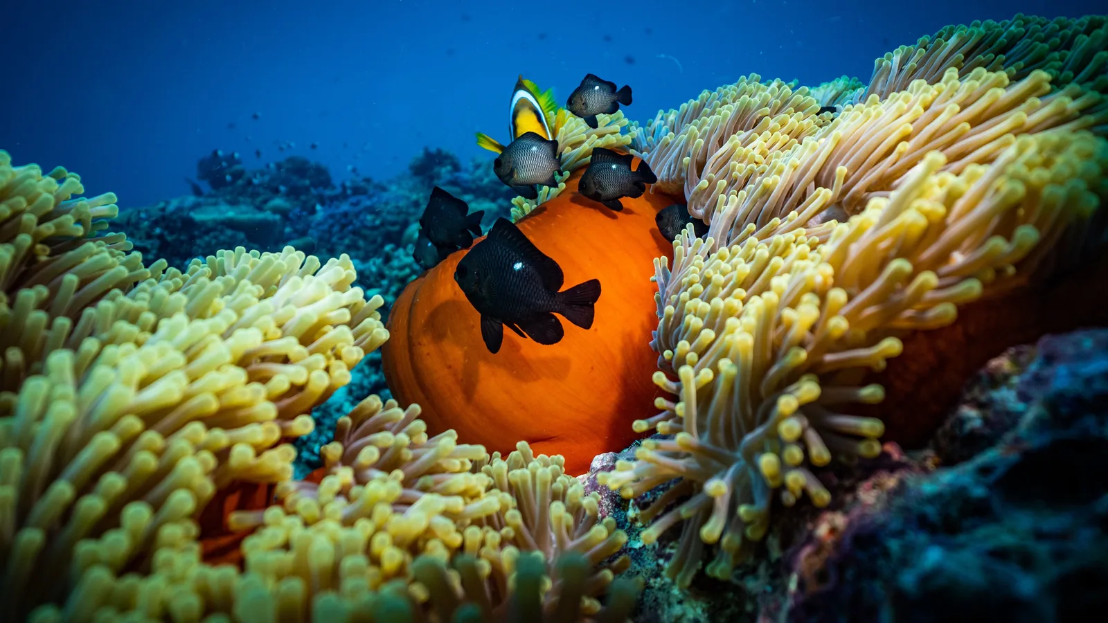 Coral reef and clownfish in the Red Sea off Jeddah – drive with Jeddah Cabs